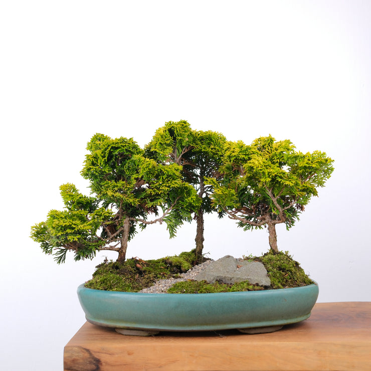 Gold Hinoki Cypress Forest-Simply Bonsai-[Bonsai NZ]-[Buy bonsai NZ]-[Bonsai Tree NZ]-Simply Bonsai NZ