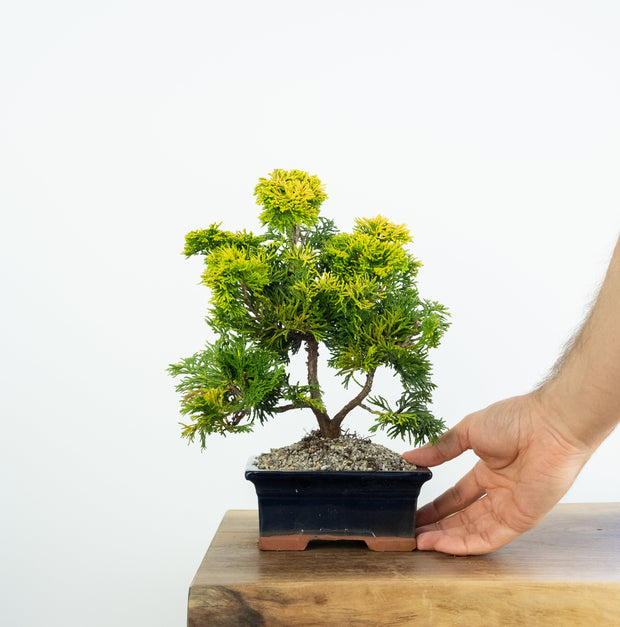 Gold Hinoki Cypress-bonsai-Simply Bonsai-[Bonsai NZ]-[Buy bonsai NZ]-[Bonsai Tree NZ]-Simply Bonsai NZ
