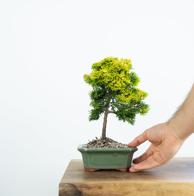 Gold Hinoki Cypress-bonsai-Simply Bonsai-[Bonsai NZ]-[Buy bonsai NZ]-[Bonsai Tree NZ]-Simply Bonsai NZ