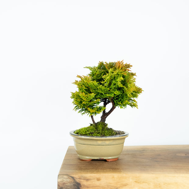 Gold Hinoki Cypress-bonsai-Simply Bonsai-[Bonsai NZ]-[Buy bonsai NZ]-[Bonsai Tree NZ]-Simply Bonsai NZ