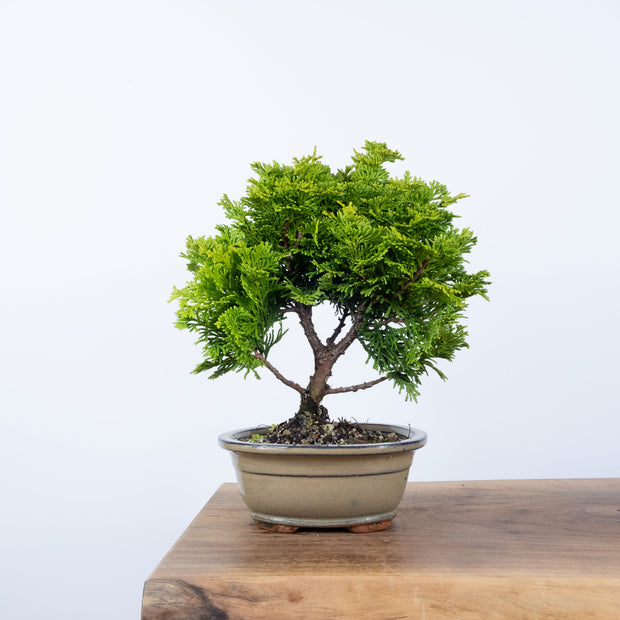 Gold Hinoki Cypress-bonsai-Simply Bonsai-[Bonsai NZ]-[Buy bonsai NZ]-[Bonsai Tree NZ]-Simply Bonsai NZ