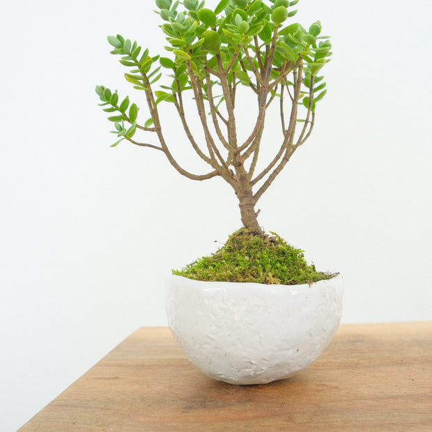 Hebe № 2-Simply Bonsai-[Bonsai NZ]-[Buy bonsai NZ]-[Bonsai Tree NZ]-Simply Bonsai NZ