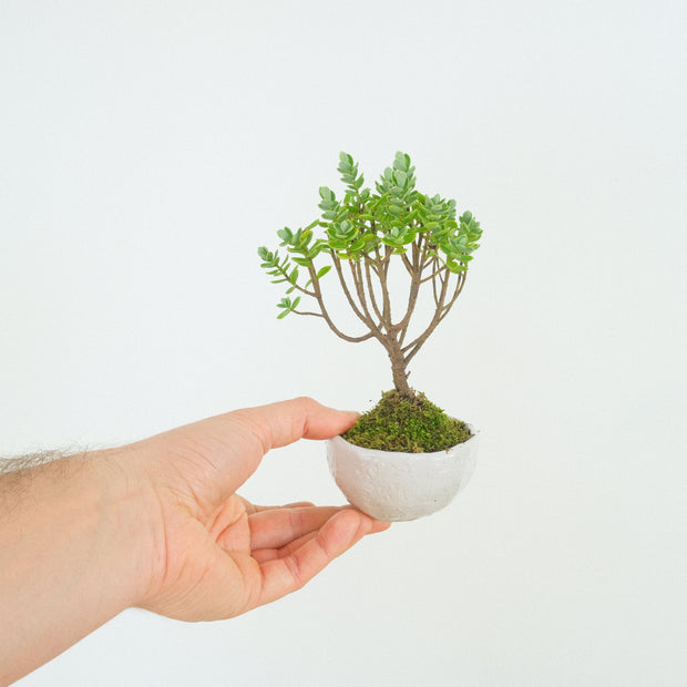 Hebe № 2-Simply Bonsai-[Bonsai NZ]-[Buy bonsai NZ]-[Bonsai Tree NZ]-Simply Bonsai NZ