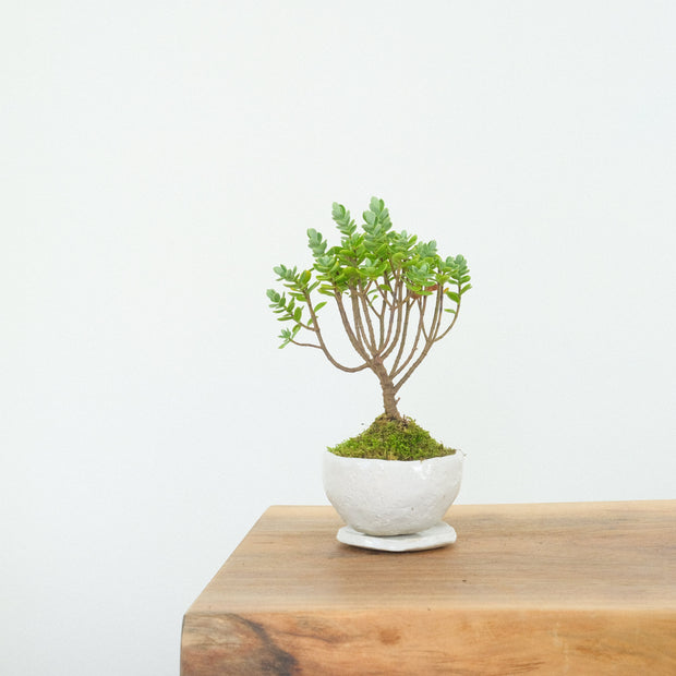 Hebe № 2-Simply Bonsai-[Bonsai NZ]-[Buy bonsai NZ]-[Bonsai Tree NZ]-Simply Bonsai NZ