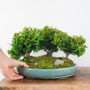 Hinoki Cypress Forest-bonsai-Simply Bonsai-[Bonsai NZ]-[Buy bonsai NZ]-[Bonsai Tree NZ]-Simply Bonsai NZ