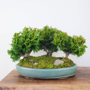 Hinoki Cypress Forest-bonsai-Simply Bonsai-[Bonsai NZ]-[Buy bonsai NZ]-[Bonsai Tree NZ]-Simply Bonsai NZ