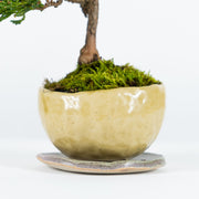 Hinoki Cypress № 1-Simply Bonsai-[Bonsai NZ]-[Buy bonsai NZ]-[Bonsai Tree NZ]-Simply Bonsai NZ