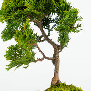 Hinoki Cypress № 1-Simply Bonsai-[Bonsai NZ]-[Buy bonsai NZ]-[Bonsai Tree NZ]-Simply Bonsai NZ