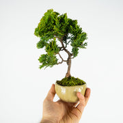 Hinoki Cypress № 1-Simply Bonsai-[Bonsai NZ]-[Buy bonsai NZ]-[Bonsai Tree NZ]-Simply Bonsai NZ