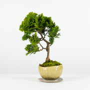 Hinoki Cypress № 1-Simply Bonsai-[Bonsai NZ]-[Buy bonsai NZ]-[Bonsai Tree NZ]-Simply Bonsai NZ