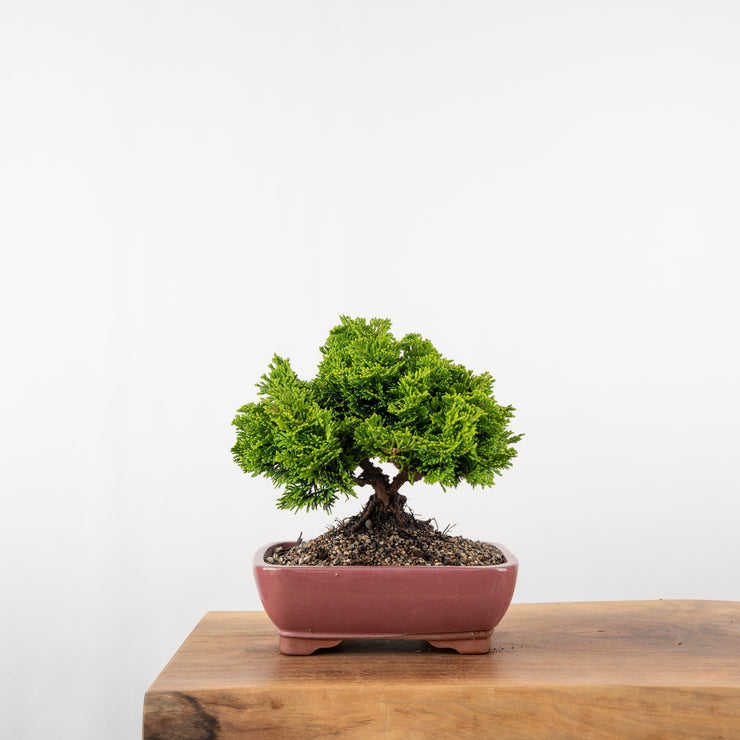 Hinoki Cypress-Simply Bonsai-[Bonsai NZ]-[Buy bonsai NZ]-[Bonsai Tree NZ]-Simply Bonsai NZ