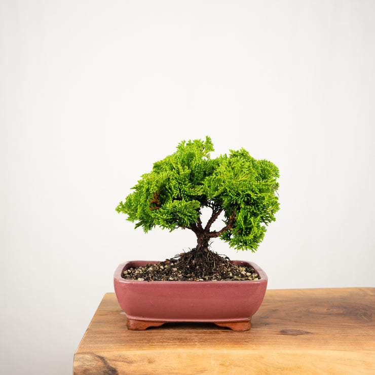 Hinoki Cypress-Simply Bonsai-[Bonsai NZ]-[Buy bonsai NZ]-[Bonsai Tree NZ]-Simply Bonsai NZ