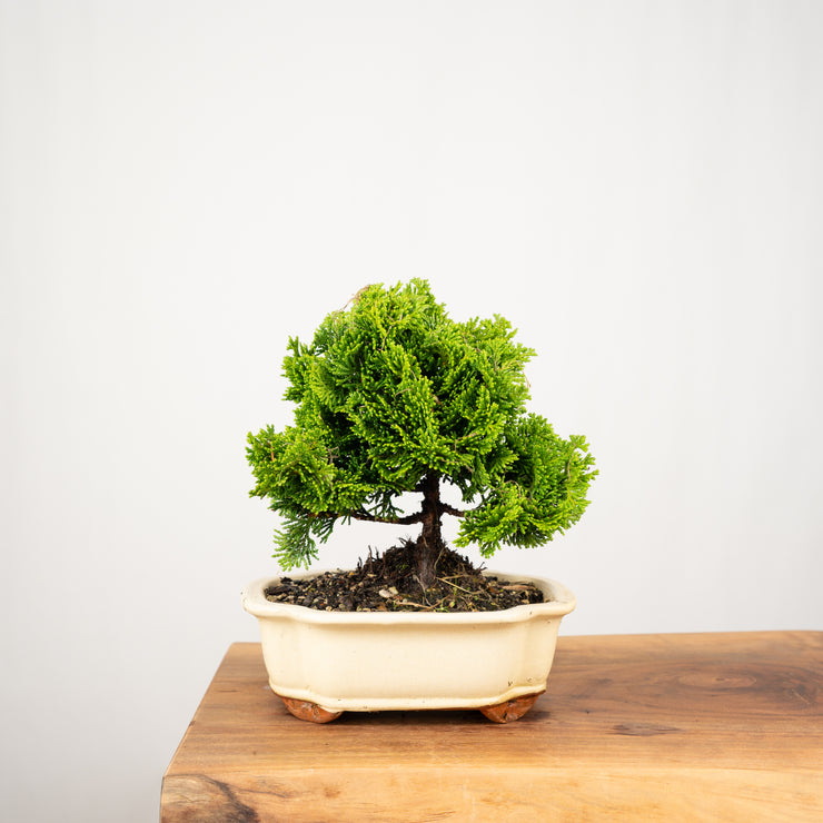 Hinoki Cypress-Simply Bonsai-[Bonsai NZ]-[Buy bonsai NZ]-[Bonsai Tree NZ]-Simply Bonsai NZ