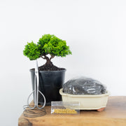 Hinoki Cypress-Simply Bonsai NZ-[Bonsai NZ]-[Buy bonsai NZ]-[Bonsai Tree NZ]-Simply Bonsai NZ