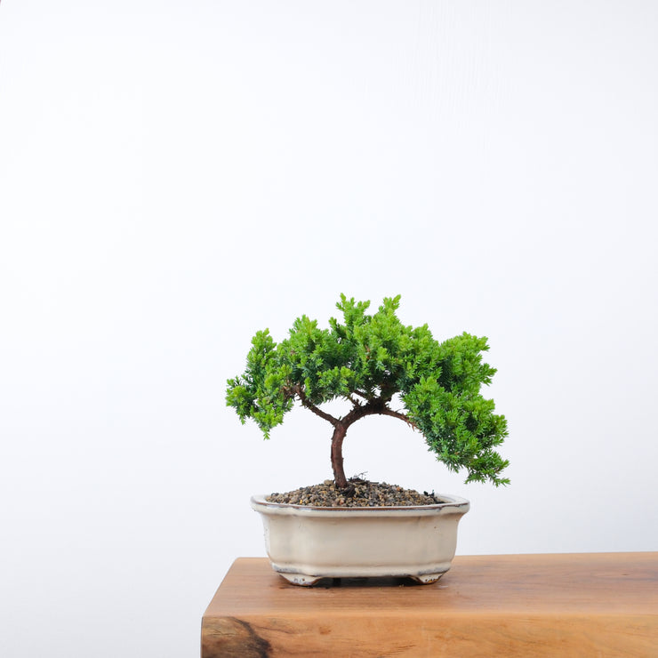 Japanese Juniper (4 Years)-Simply Bonsai-[Bonsai NZ]-[Buy bonsai NZ]-[Bonsai Tree NZ]-Simply Bonsai NZ