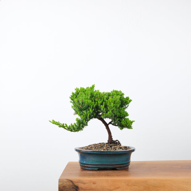 Japanese Juniper (4 Years)-Simply Bonsai-[Bonsai NZ]-[Buy bonsai NZ]-[Bonsai Tree NZ]-Simply Bonsai NZ