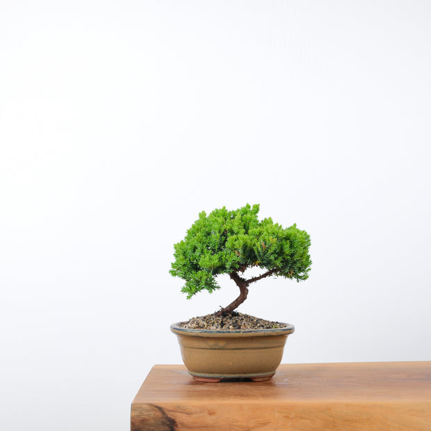 Japanese Juniper (4 Years)-Simply Bonsai-[Bonsai NZ]-[Buy bonsai NZ]-[Bonsai Tree NZ]-Simply Bonsai NZ