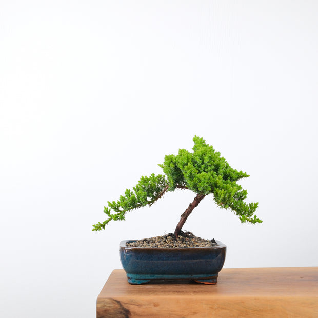 Japanese Juniper (4 Years)-Simply Bonsai-[Bonsai NZ]-[Buy bonsai NZ]-[Bonsai Tree NZ]-Simply Bonsai NZ