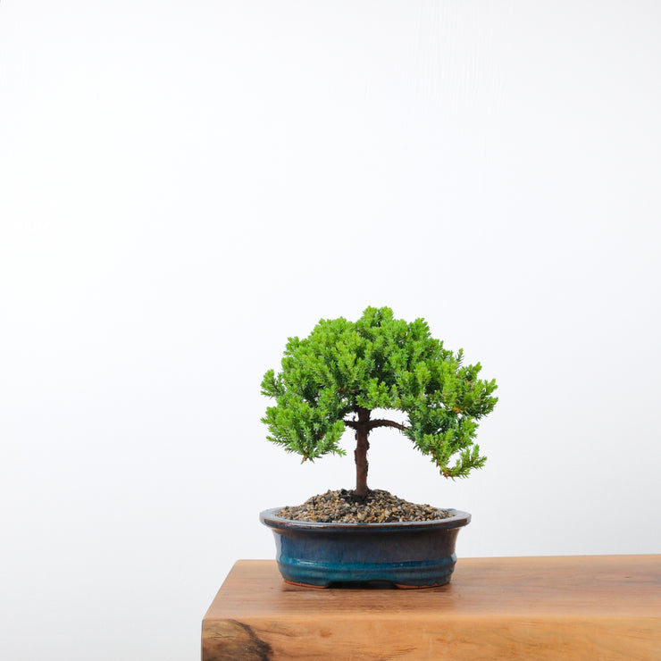 Japanese Juniper (4 Years)-Simply Bonsai-[Bonsai NZ]-[Buy bonsai NZ]-[Bonsai Tree NZ]-Simply Bonsai NZ