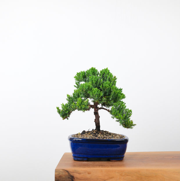 Japanese Juniper (5 Years)-Simply Bonsai-[Bonsai NZ]-[Buy bonsai NZ]-[Bonsai Tree NZ]-Simply Bonsai NZ