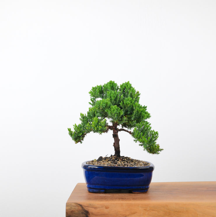 Japanese Juniper (5 Years)-Simply Bonsai-[Bonsai NZ]-[Buy bonsai NZ]-[Bonsai Tree NZ]-Simply Bonsai NZ