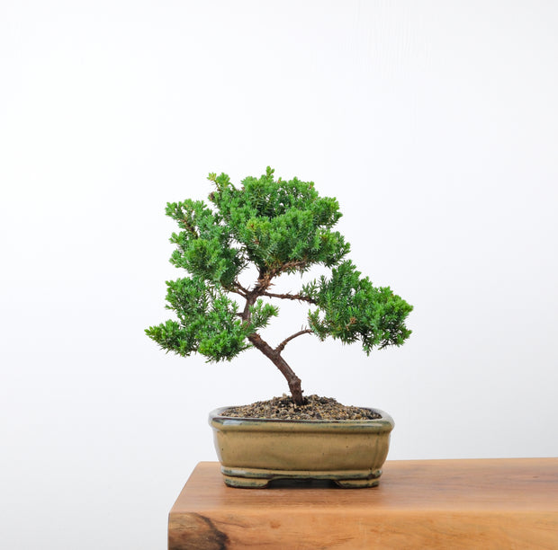 Japanese Juniper (5 Years)-Simply Bonsai-[Bonsai NZ]-[Buy bonsai NZ]-[Bonsai Tree NZ]-Simply Bonsai NZ