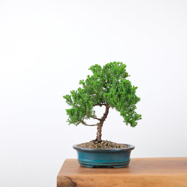 Japanese Juniper (5 Years)-Simply Bonsai-[Bonsai NZ]-[Buy bonsai NZ]-[Bonsai Tree NZ]-Simply Bonsai NZ
