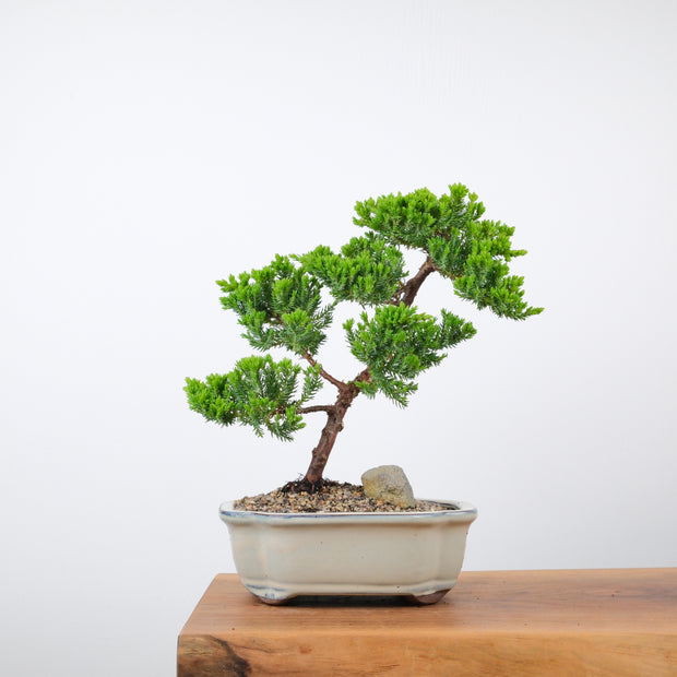 Japanese Juniper (5 Years)-Simply Bonsai-[Bonsai NZ]-[Buy bonsai NZ]-[Bonsai Tree NZ]-Simply Bonsai NZ