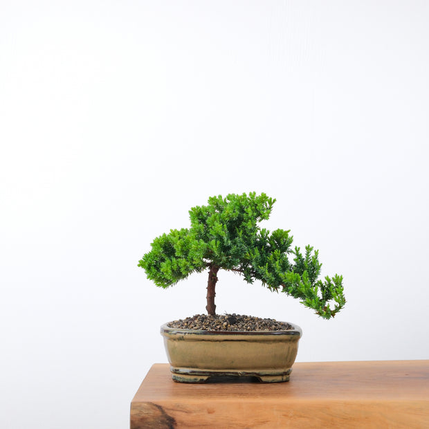 Japanese Juniper (5 Years)-Simply Bonsai-[Bonsai NZ]-[Buy bonsai NZ]-[Bonsai Tree NZ]-Simply Bonsai NZ