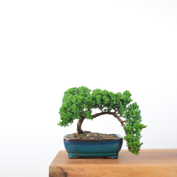 Japanese Juniper (5 Years)-Simply Bonsai-[Bonsai NZ]-[Buy bonsai NZ]-[Bonsai Tree NZ]-Simply Bonsai NZ