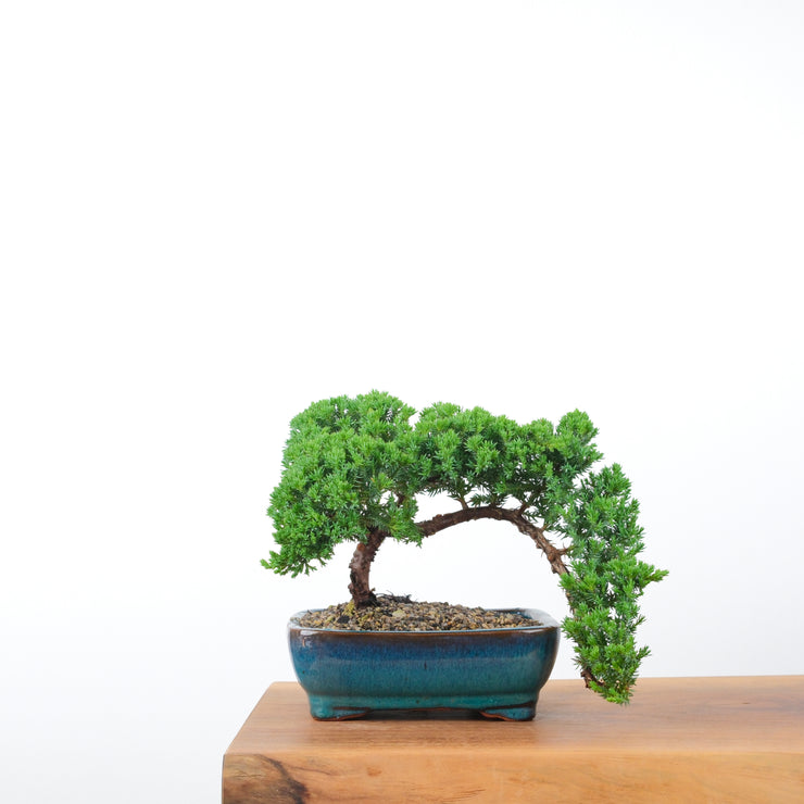 Japanese Juniper (5 Years)-Simply Bonsai-[Bonsai NZ]-[Buy bonsai NZ]-[Bonsai Tree NZ]-Simply Bonsai NZ