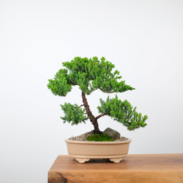 Japanese Juniper (6 Years)-Simply Bonsai-[Bonsai NZ]-[Buy bonsai NZ]-[Bonsai Tree NZ]-Simply Bonsai NZ