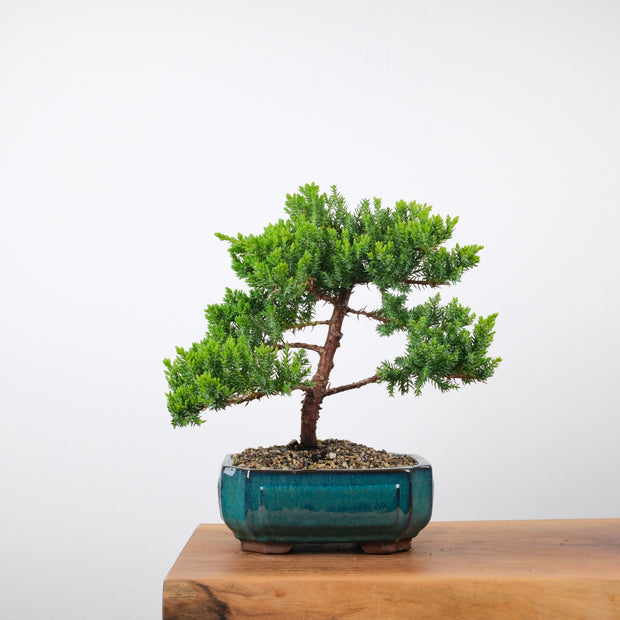 Japanese Juniper (6 Years)-Simply Bonsai-[Bonsai NZ]-[Buy bonsai NZ]-[Bonsai Tree NZ]-Simply Bonsai NZ