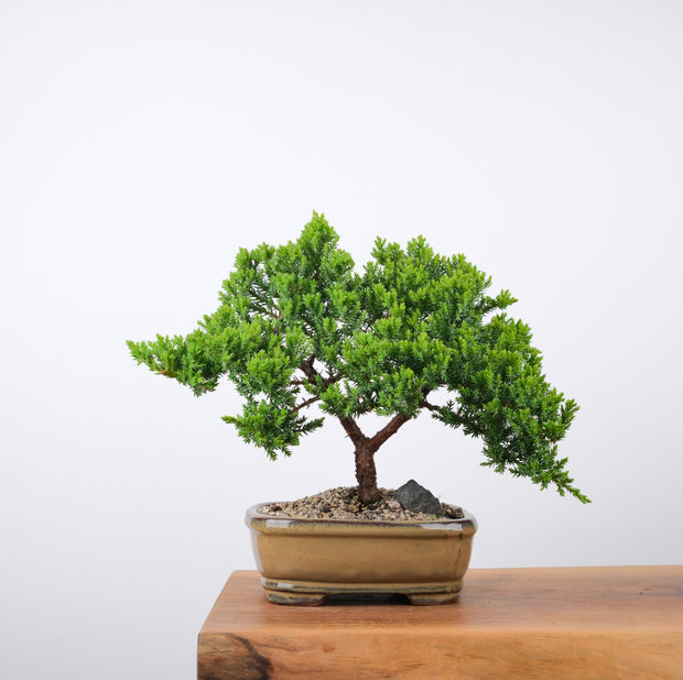 Japanese Juniper (6 Years)-Simply Bonsai-[Bonsai NZ]-[Buy bonsai NZ]-[Bonsai Tree NZ]-Simply Bonsai NZ