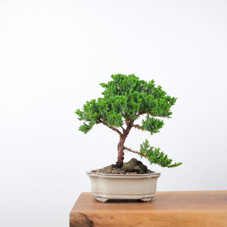 Japanese Juniper (6 Years)-Simply Bonsai-[Bonsai NZ]-[Buy bonsai NZ]-[Bonsai Tree NZ]-Simply Bonsai NZ