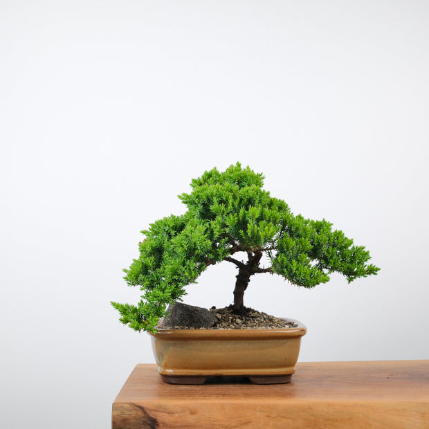 Japanese Juniper (6 Years)-Simply Bonsai-[Bonsai NZ]-[Buy bonsai NZ]-[Bonsai Tree NZ]-Simply Bonsai NZ