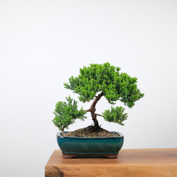 Japanese Juniper (6 Years)-Simply Bonsai-[Bonsai NZ]-[Buy bonsai NZ]-[Bonsai Tree NZ]-Simply Bonsai NZ