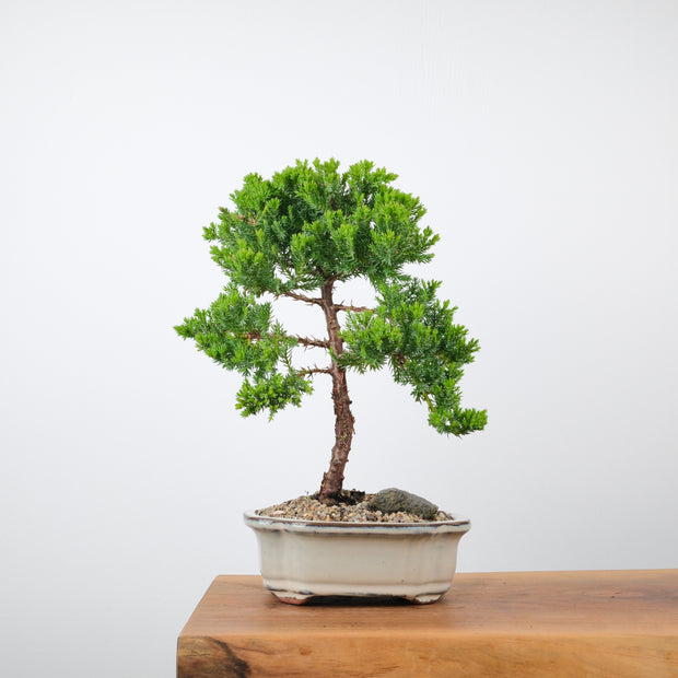 Japanese Juniper (6 Years)-Simply Bonsai-[Bonsai NZ]-[Buy bonsai NZ]-[Bonsai Tree NZ]-Simply Bonsai NZ