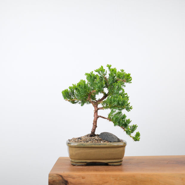 Japanese Juniper (6 Years)-Simply Bonsai-[Bonsai NZ]-[Buy bonsai NZ]-[Bonsai Tree NZ]-Simply Bonsai NZ