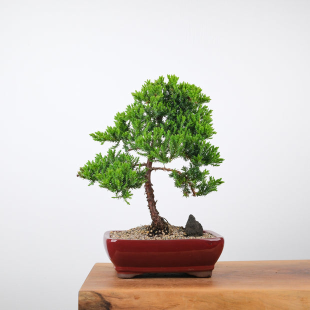 Japanese Juniper (6 Years)-Simply Bonsai-[Bonsai NZ]-[Buy bonsai NZ]-[Bonsai Tree NZ]-Simply Bonsai NZ