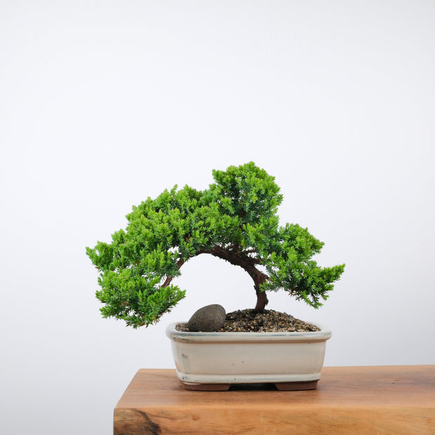 Japanese Juniper (6 Years)-Simply Bonsai-[Bonsai NZ]-[Buy bonsai NZ]-[Bonsai Tree NZ]-Simply Bonsai NZ