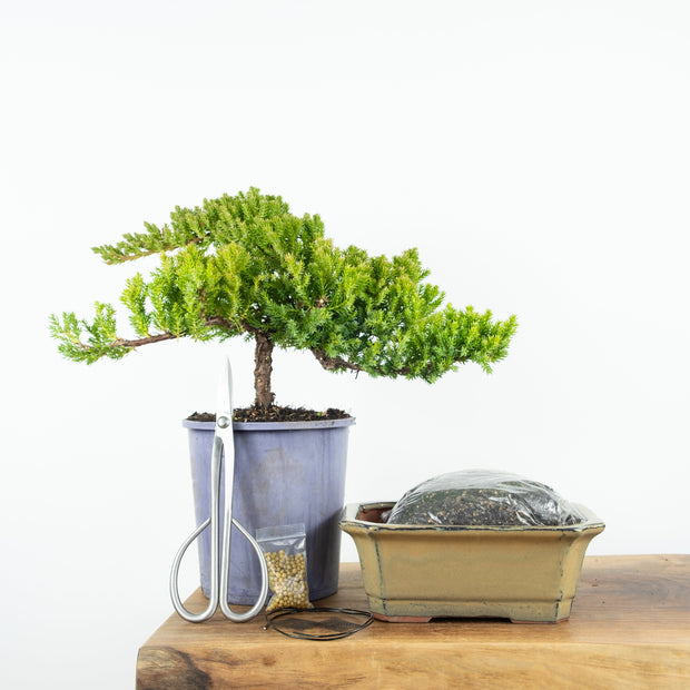 Japanese Juniper (6 Years)-Simply Bonsai NZ-[Bonsai NZ]-[Buy bonsai NZ]-[Bonsai Tree NZ]-Simply Bonsai NZ