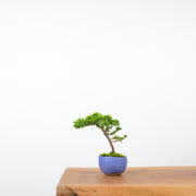 Japanese Juniper (Handmade Pot)-Simply Bonsai-[Bonsai NZ]-[Buy bonsai NZ]-[Bonsai Tree NZ]-Simply Bonsai NZ