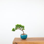 Japanese Juniper (Handmade Pot)-Simply Bonsai-[Bonsai NZ]-[Buy bonsai NZ]-[Bonsai Tree NZ]-Simply Bonsai NZ