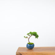 Japanese Juniper (Handmade Pot)-Simply Bonsai-[Bonsai NZ]-[Buy bonsai NZ]-[Bonsai Tree NZ]-Simply Bonsai NZ