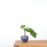 Japanese Juniper (Handmade Pot)-Simply Bonsai-[Bonsai NZ]-[Buy bonsai NZ]-[Bonsai Tree NZ]-Simply Bonsai NZ