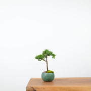 Japanese Juniper (Handmade Pot)-Simply Bonsai-[Bonsai NZ]-[Buy bonsai NZ]-[Bonsai Tree NZ]-Simply Bonsai NZ