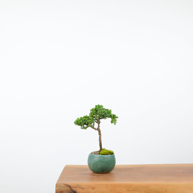 Japanese Juniper (Handmade Pot)-Simply Bonsai-[Bonsai NZ]-[Buy bonsai NZ]-[Bonsai Tree NZ]-Simply Bonsai NZ