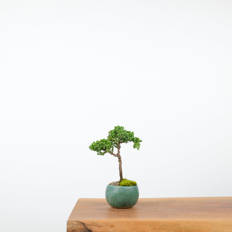 Japanese Juniper (Handmade Pot)-Simply Bonsai-[Bonsai NZ]-[Buy bonsai NZ]-[Bonsai Tree NZ]-Simply Bonsai NZ