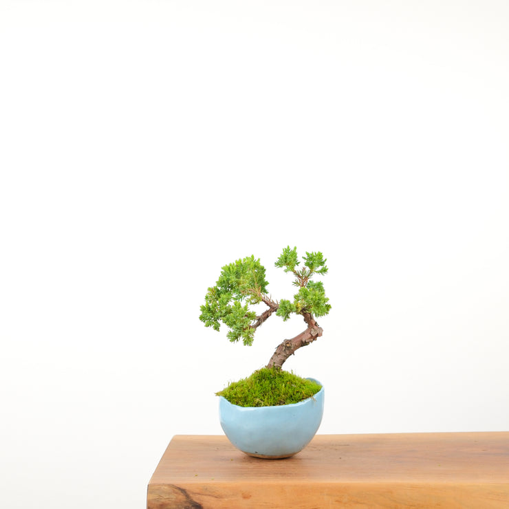 Japanese Juniper (Handmade Pot)-Simply Bonsai-[Bonsai NZ]-[Buy bonsai NZ]-[Bonsai Tree NZ]-Simply Bonsai NZ